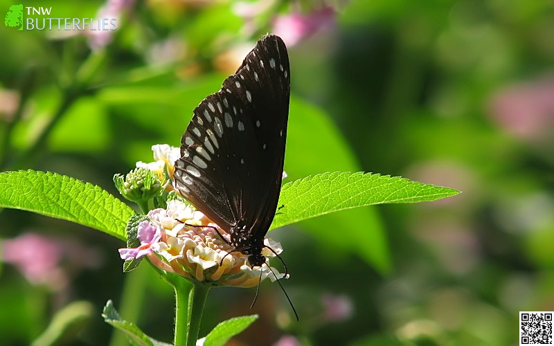 malayalam-butterfly-names